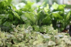 Grower rates