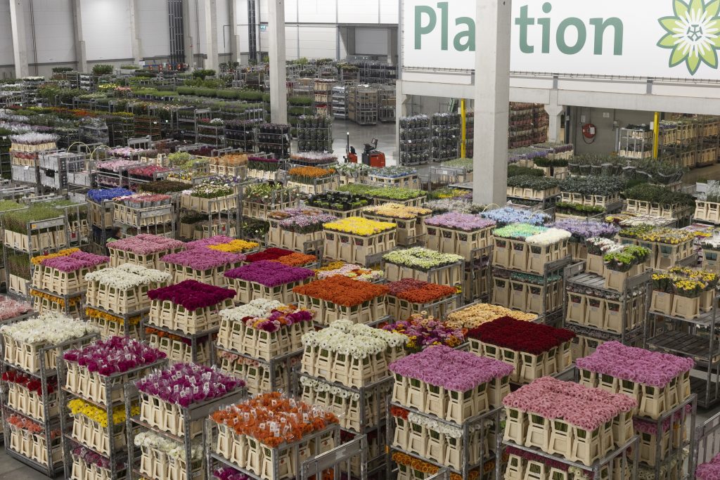 Plantion opent hub in Antwerpen voor Belgische inkopers